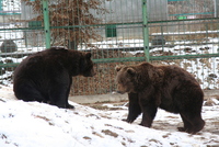 Sibiu zoo