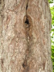 you should see an image here
