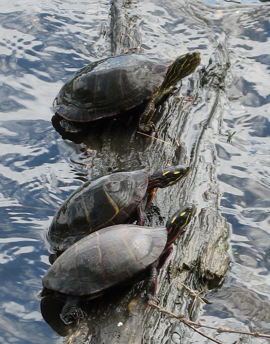 Charles River Turtles, June 11, 2006