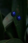 you should see an image here