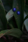 you should see an image here