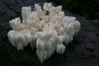Hericium americanum