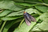 Ctenucha virginica