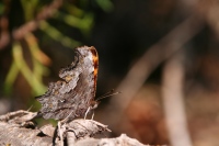 Polygonia