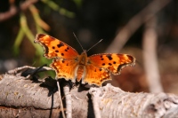 Polygonia