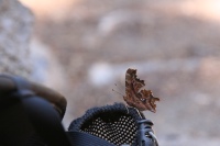 Polygonia