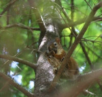 tamiasciurus