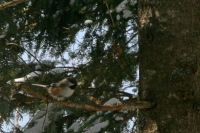 boreal chickadee