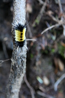 tussock moth
