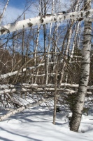 Storm damage