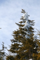 Ice on a spruce