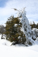 more wind-driven ice