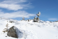 stunted spruce