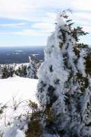 rimed spruce