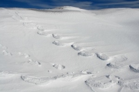 fossil tracks