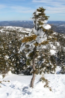 bent tree