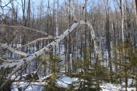 bent birch