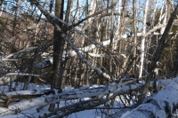 wind damage