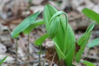 cypripedium