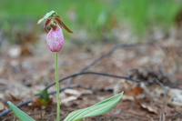 cypripedium