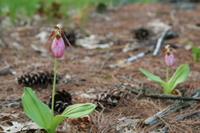 cypripedium