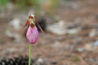 cypripedium