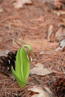 cypripedium