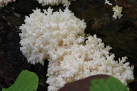 Hericium americanum