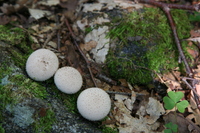 Hericium americanum