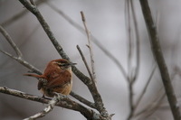 Carolina Wren (<i>Thryothorus ludovicianus</i>)