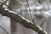 Downy Woodpecker (<i>Picoides pubescens</i>)