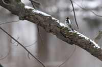 Downy Woodpecker (<i>Picoides pubescens</i>)
