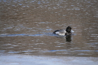 scaup