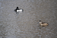 ring-neck