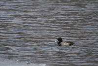scaup