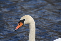 swan