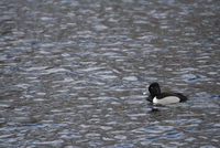ring-neck