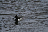 ring-neck