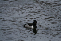 ring-neck