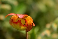 sarracenia