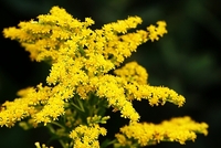 goldenrod