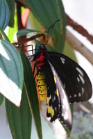 butterfly world
