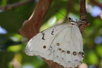 butterfly world