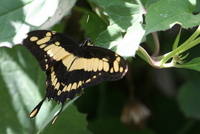 butterfly world 