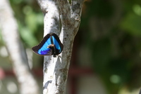butterfly world