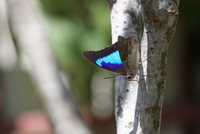 butterfly world