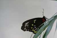 butterfly world 