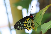 butterfly world 