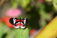 butterfly world