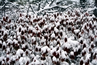 shrubs